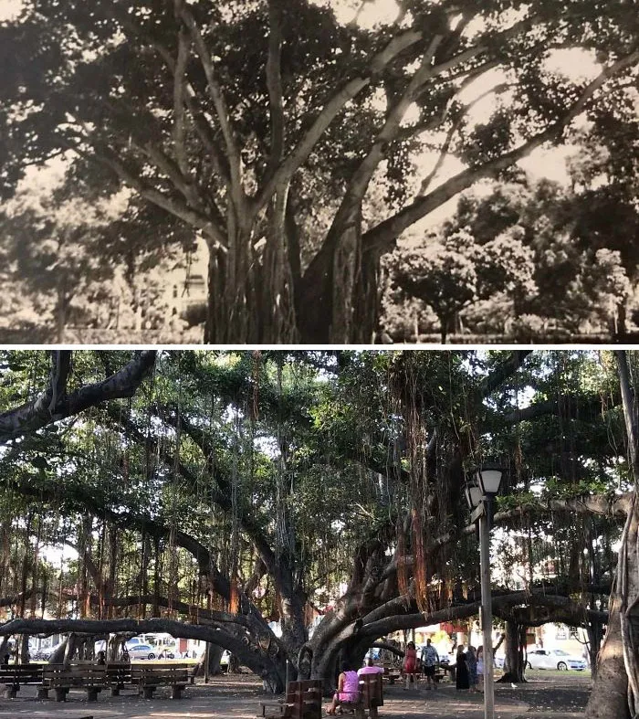 The Banyan Tree In Maui. Top Photo Taken By My Grandfather While He Was Stationed There During Wwii. Bottom I Took Without Knowing His Photo Existed