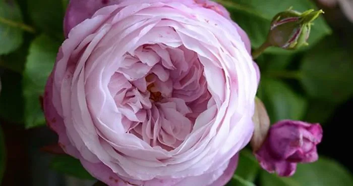 Woman Works As Hydraulics Engineer, But Leaves For Maternity Leave And Starts Making Realistic Porcelain Flowers