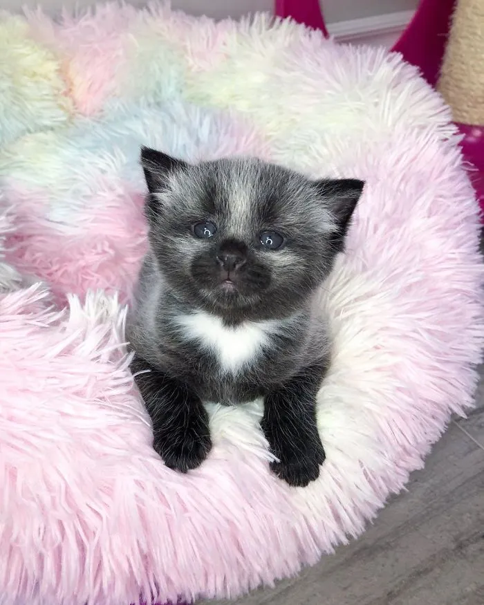 Este adorable gatito encontrado en una cuneta tiene un pelaje de color soprendente y único (30 fotos)