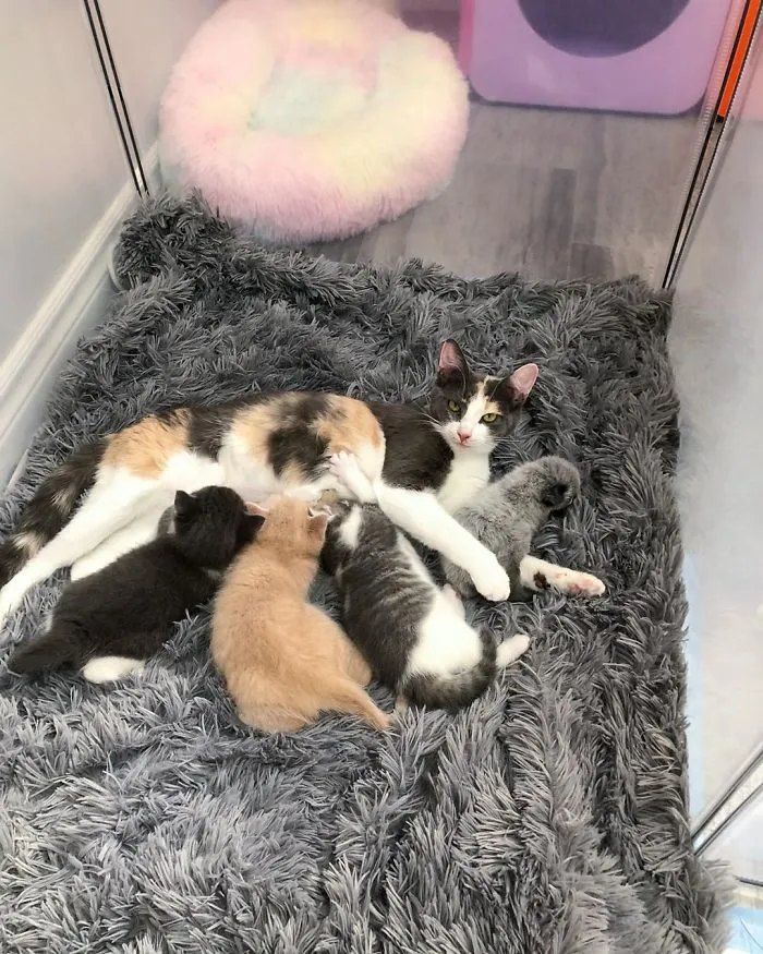 This Adorable Tiny Kitten Found On The Side Of The Road Surprisingly Has A Uniquely-Colored Coat (30 Pics)