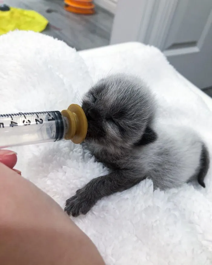 This Adorable Tiny Kitten Found On The Side Of The Road Surprisingly Has A Uniquely-Colored Coat (30 Pics)