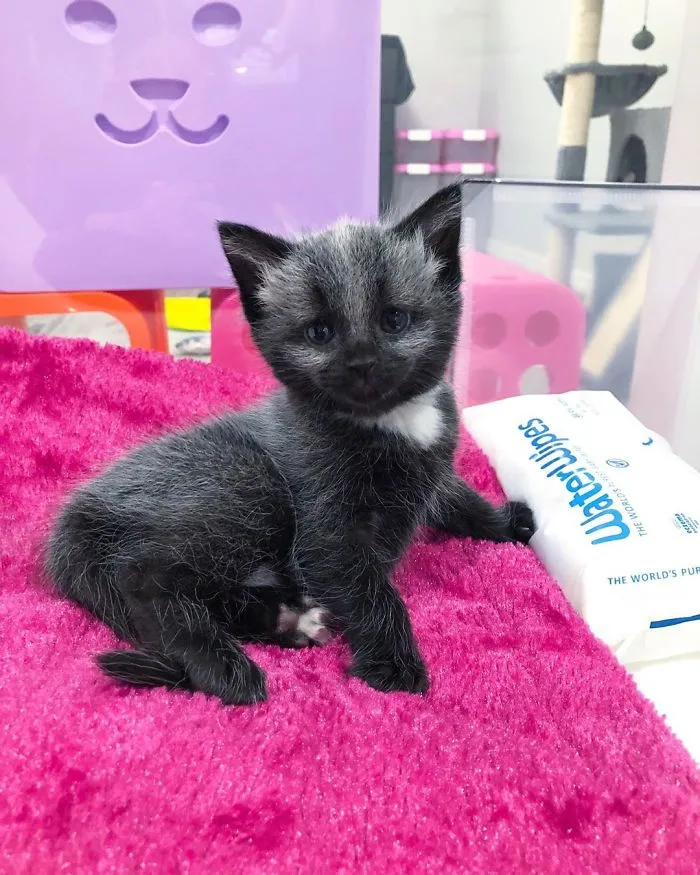 Este adorable gatito encontrado en una cuneta tiene un pelaje de color soprendente y único (30 fotos)