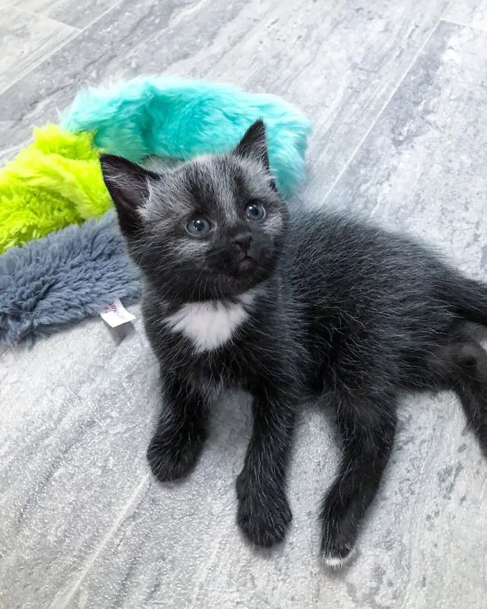 Este adorable gatito encontrado en una cuneta tiene un pelaje de color soprendente y único (30 fotos)