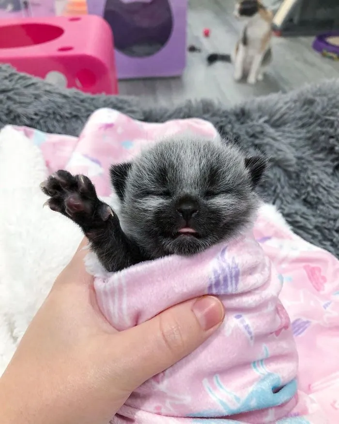 Este adorable gatito encontrado en una cuneta tiene un pelaje de color soprendente y único (30 fotos)