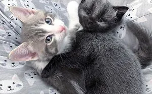 This Adorable Tiny Kitten Found On The Side Of The Road Surprisingly Has A Uniquely-Colored Coat (30 Pics)