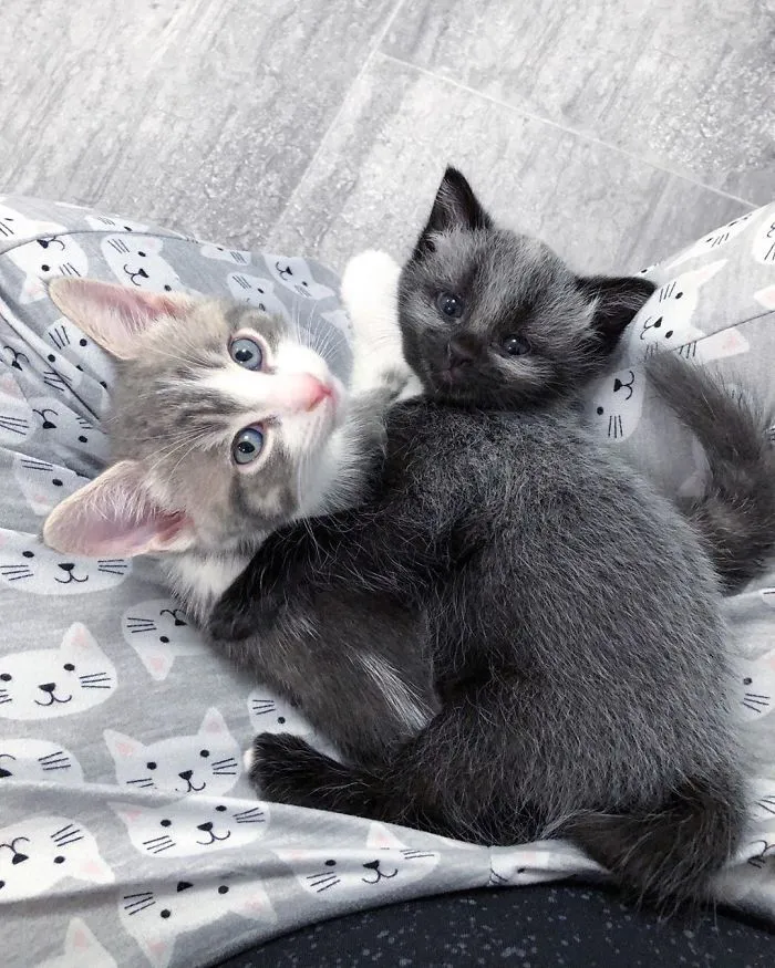 Rescued-Kitten-Silver-Fur-Coat