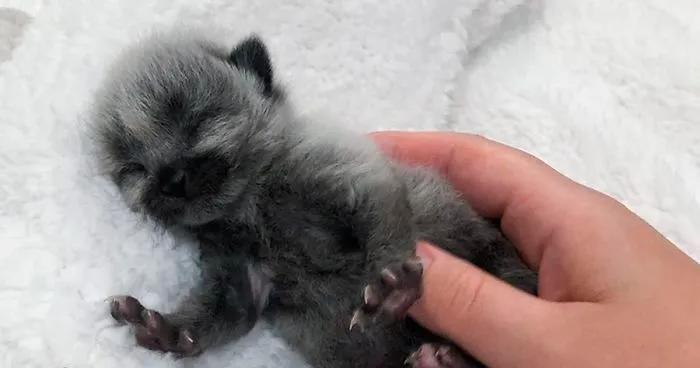 Este adorable gatito encontrado en una cuneta tiene un pelaje de color soprendente y único (30 fotos)