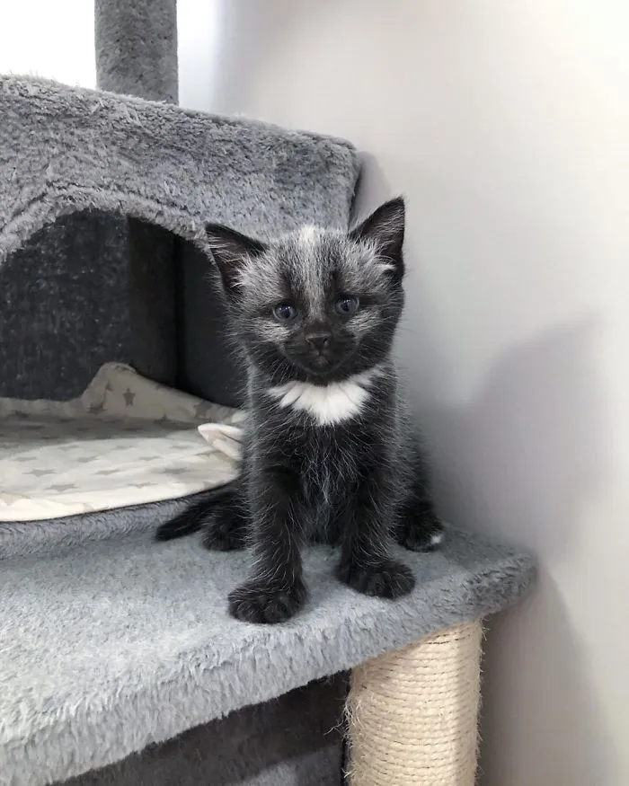 Este adorable gatito encontrado en una cuneta tiene un pelaje de color soprendente y único (30 fotos)