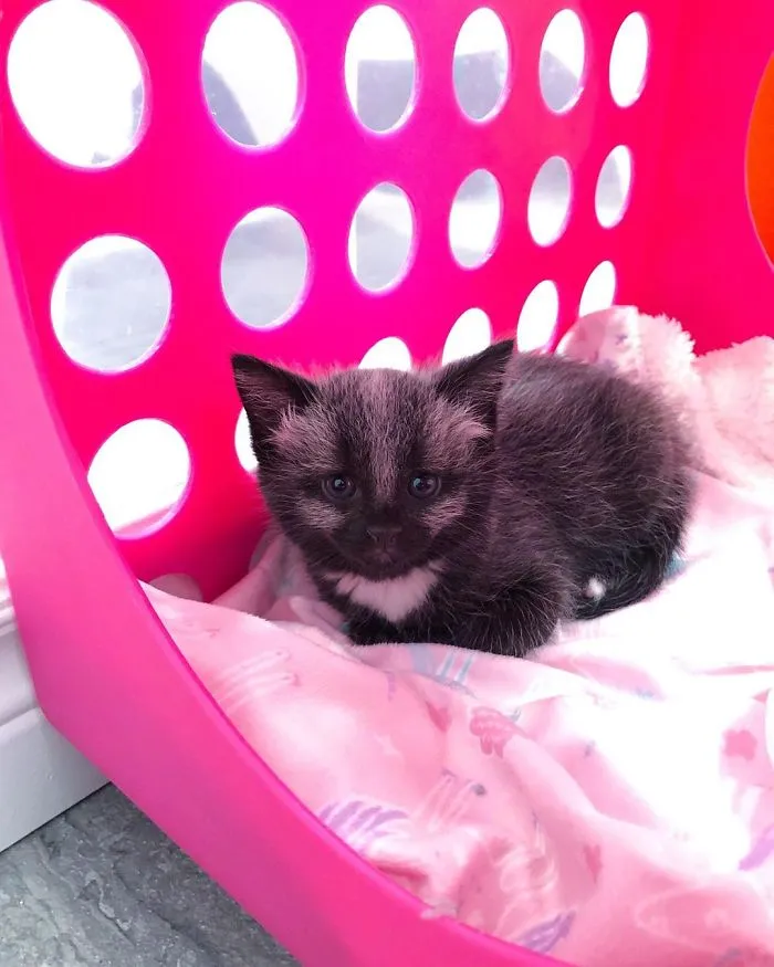 Este adorable gatito encontrado en una cuneta tiene un pelaje de color soprendente y único (30 fotos)