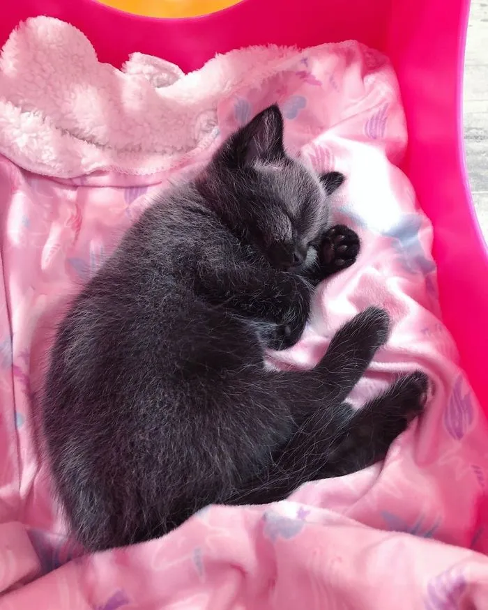 Este adorable gatito encontrado en una cuneta tiene un pelaje de color soprendente y único (30 fotos)