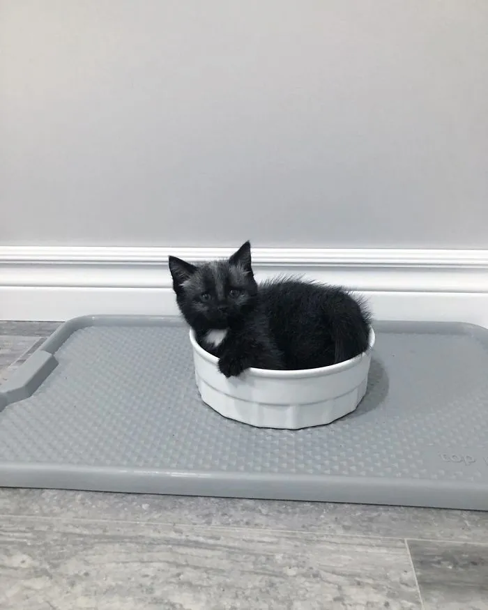 Este adorable gatito encontrado en una cuneta tiene un pelaje de color soprendente y único (30 fotos)