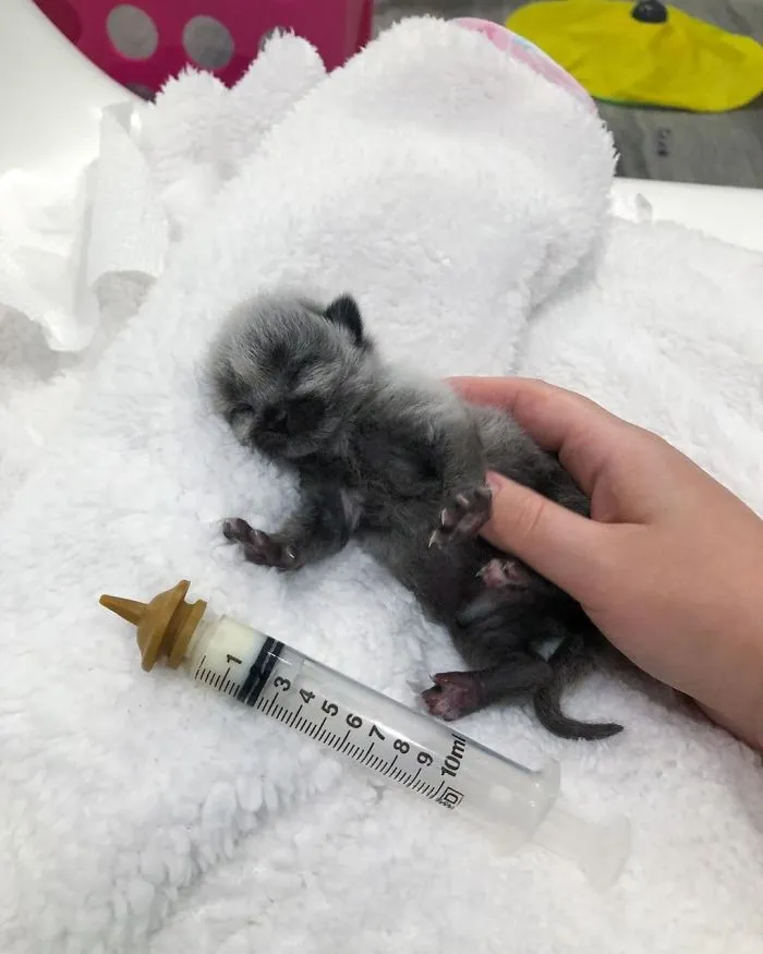 Este adorable gatito encontrado en una cuneta tiene un pelaje de color soprendente y único (30 fotos)