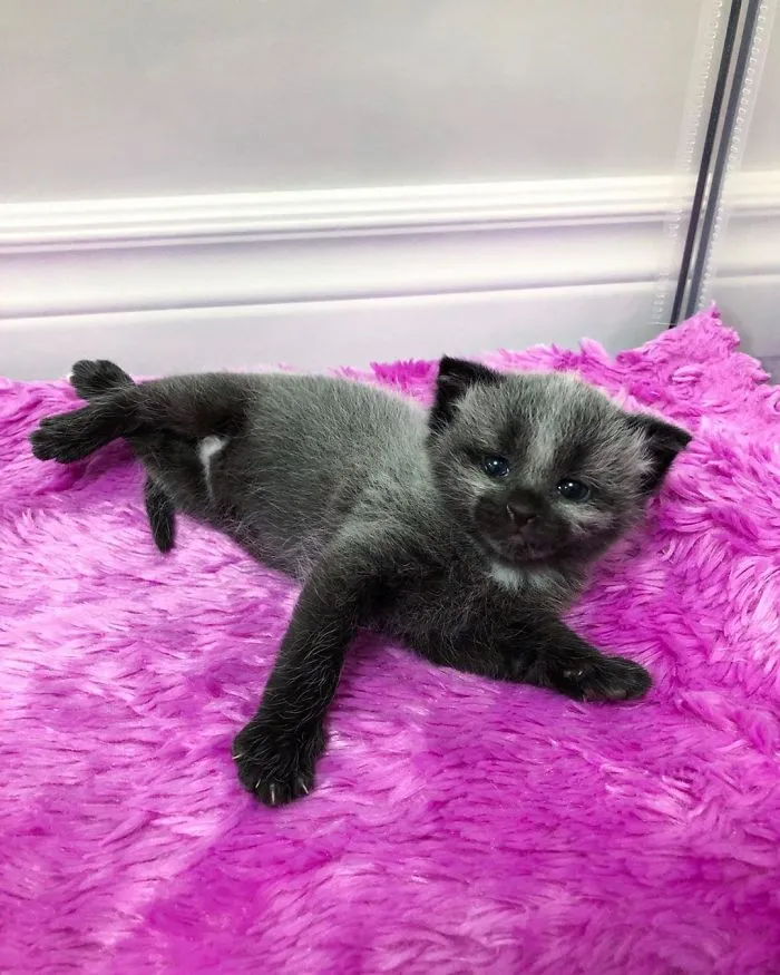 Rescued-Kitten-Silver-Fur-Coat