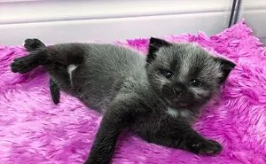 This Adorable Tiny Kitten Found On The Side Of The Road Surprisingly Has A Uniquely-Colored Coat (30 Pics)