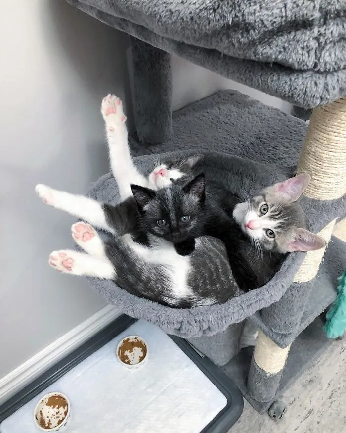 Este adorable gatito encontrado en una cuneta tiene un pelaje de color soprendente y único (30 fotos)