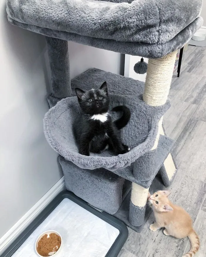 This Adorable Tiny Kitten Found On The Side Of The Road Surprisingly Has A Uniquely-Colored Coat (30 Pics)