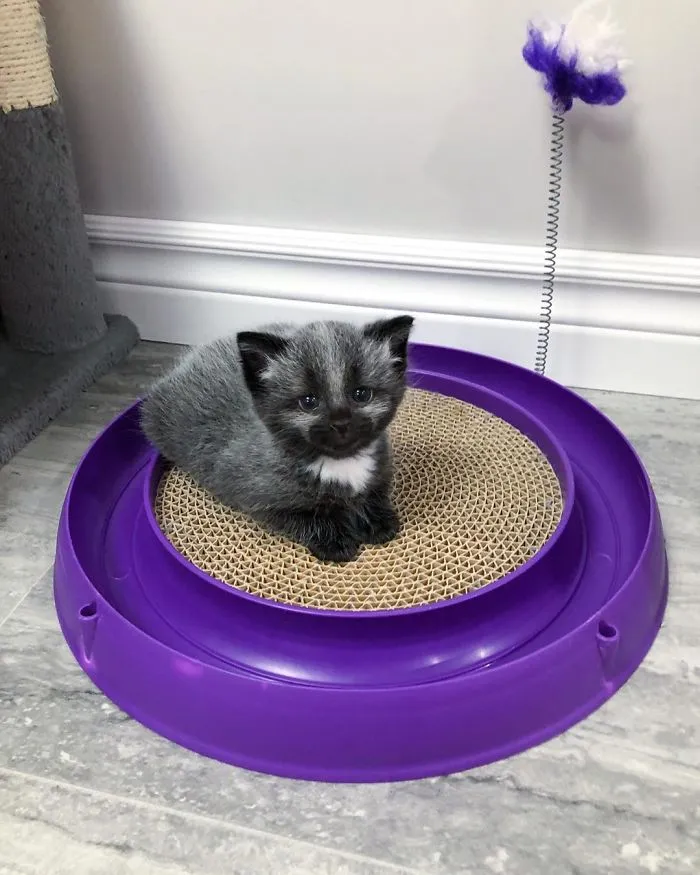 Este adorable gatito encontrado en una cuneta tiene un pelaje de color soprendente y único (30 fotos)
