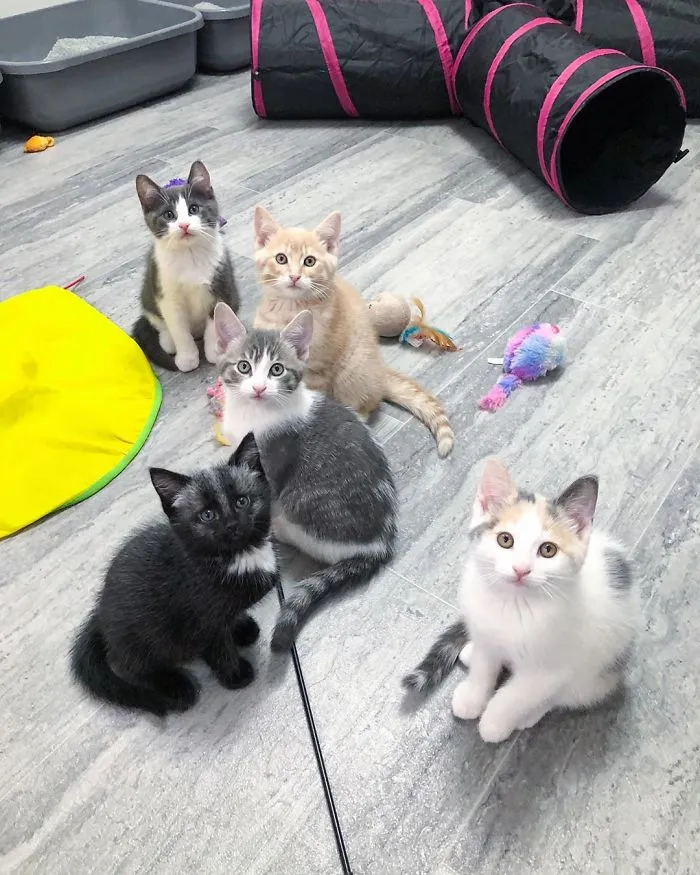 Este adorable gatito encontrado en una cuneta tiene un pelaje de color soprendente y único (30 fotos)