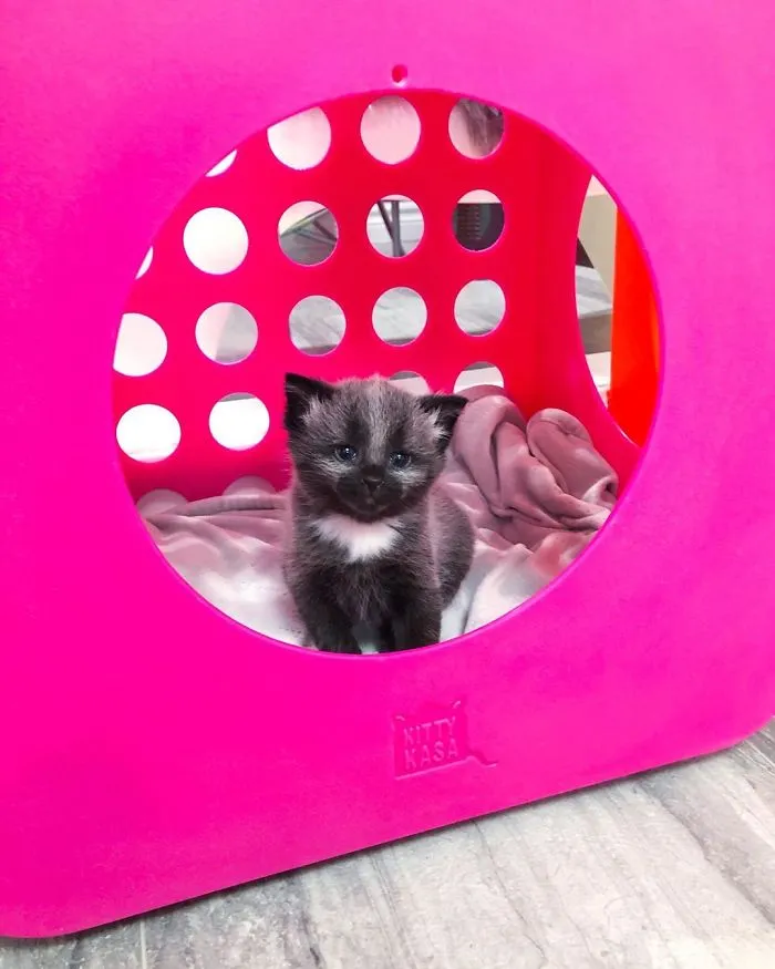 This Adorable Tiny Kitten Found On The Side Of The Road Surprisingly Has A Uniquely-Colored Coat (30 Pics)
