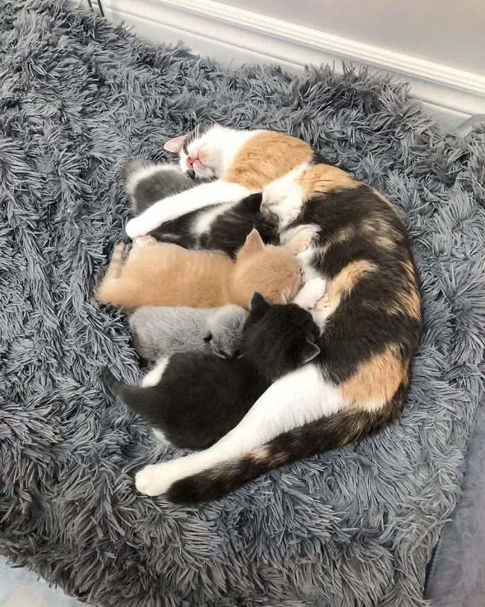 Este adorable gatito encontrado en una cuneta tiene un pelaje de color soprendente y único (30 fotos)