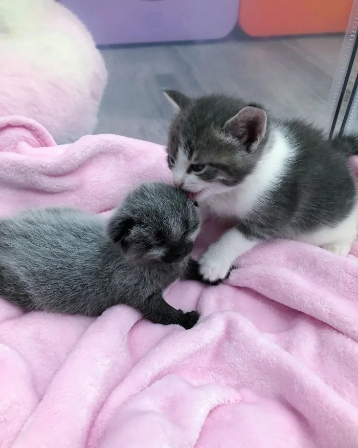 Este adorable gatito encontrado en una cuneta tiene un pelaje de color soprendente y único (30 fotos)
