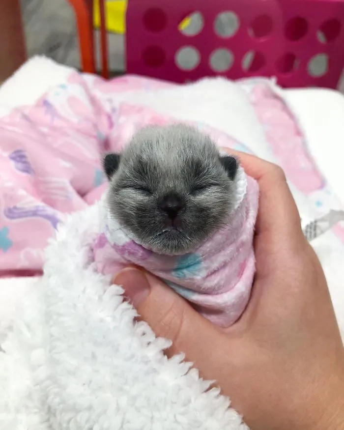 This Adorable Tiny Kitten Found On The Side Of The Road Surprisingly Has A Uniquely-Colored Coat (30 Pics)