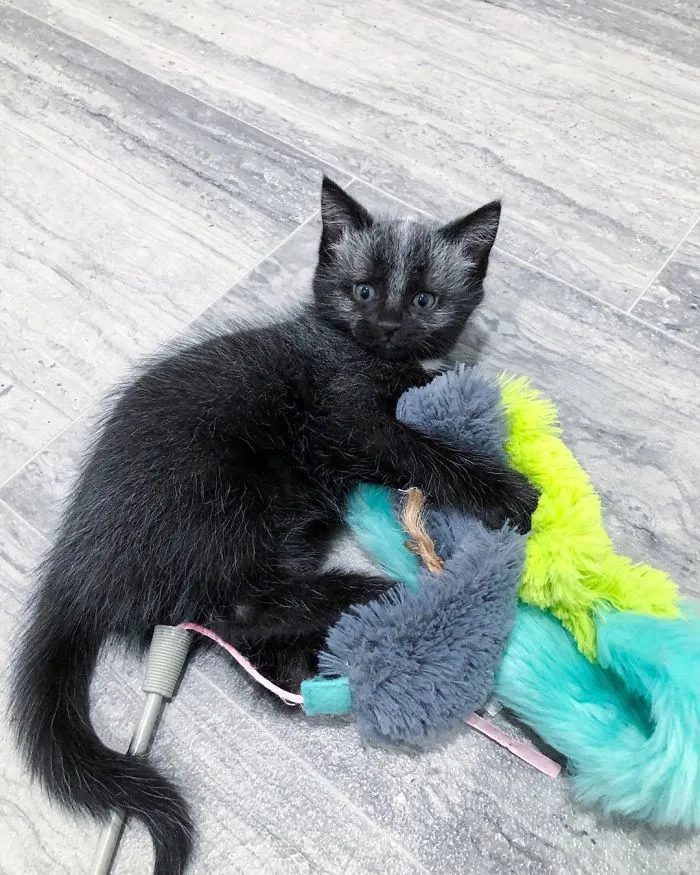 This Adorable Tiny Kitten Found On The Side Of The Road Surprisingly Has A Uniquely-Colored Coat (30 Pics)
