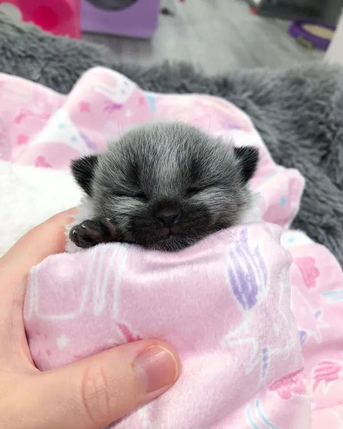 This Adorable Tiny Kitten Found On The Side Of The Road Surprisingly Has A Uniquely-Colored Coat (30 Pics)