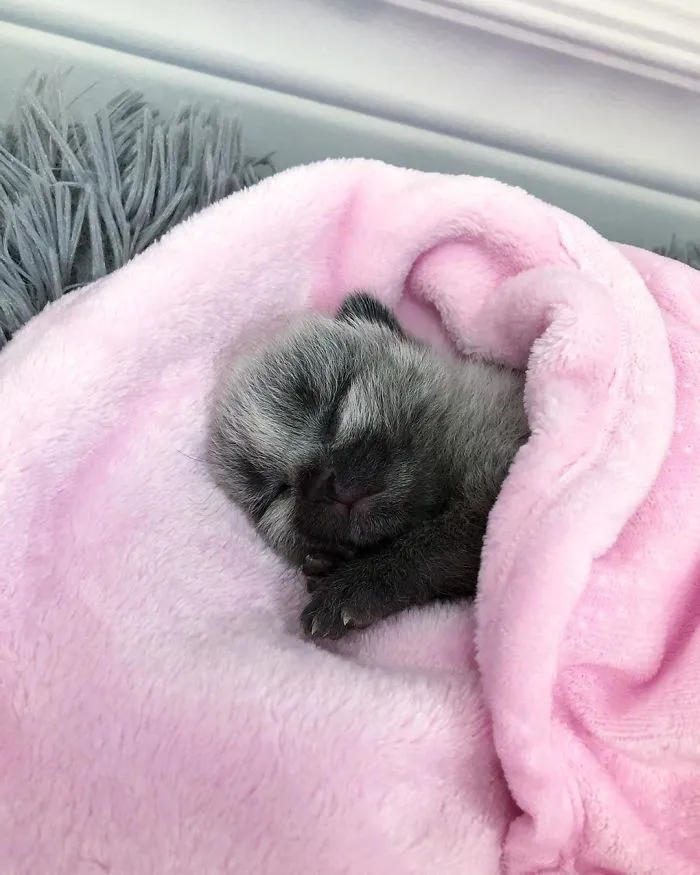 Este adorable gatito encontrado en una cuneta tiene un pelaje de color soprendente y único (30 fotos)