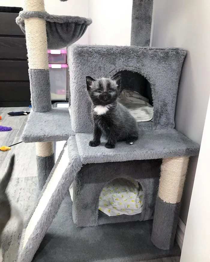 Este adorable gatito encontrado en una cuneta tiene un pelaje de color soprendente y único (30 fotos)