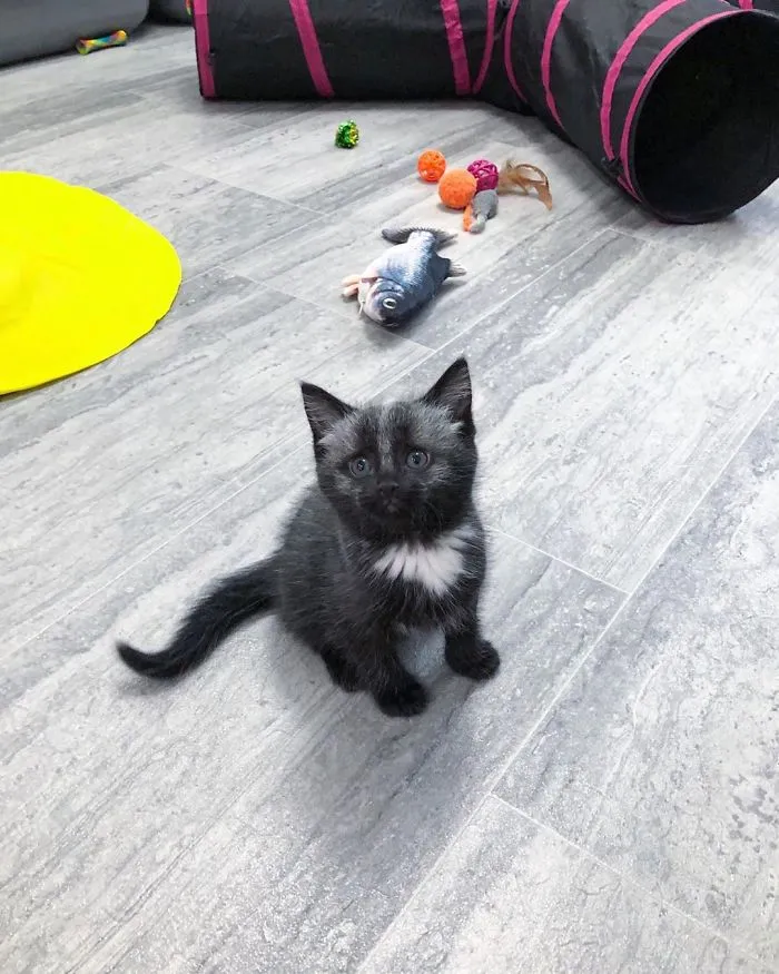 Este adorable gatito encontrado en una cuneta tiene un pelaje de color soprendente y único (30 fotos)
