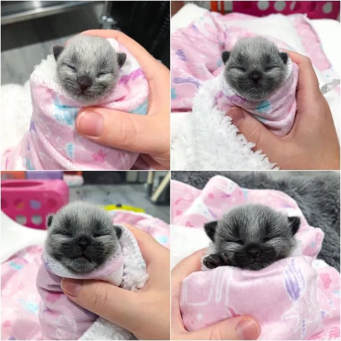 This Adorable Tiny Kitten Found On The Side Of The Road Surprisingly Has A Uniquely-Colored Coat (30 Pics)