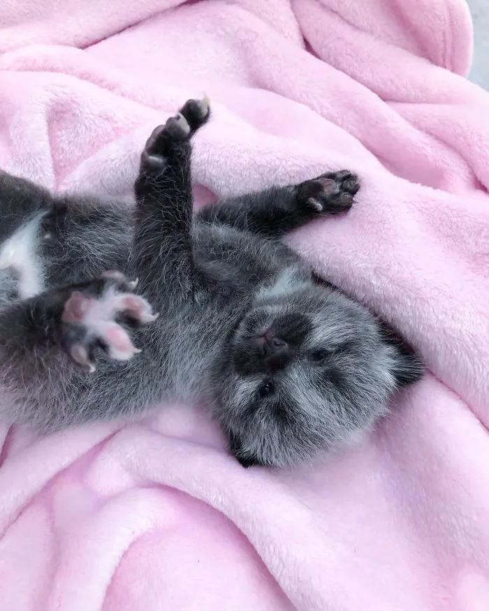 Este adorable gatito encontrado en una cuneta tiene un pelaje de color soprendente y único (30 fotos)