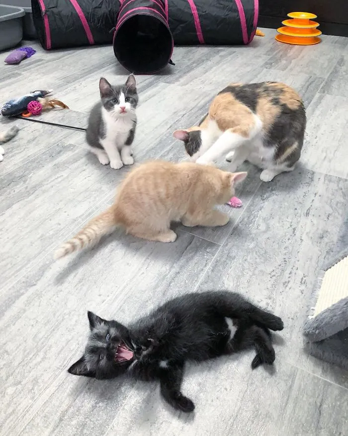 This Adorable Tiny Kitten Found On The Side Of The Road Surprisingly Has A Uniquely-Colored Coat (30 Pics)