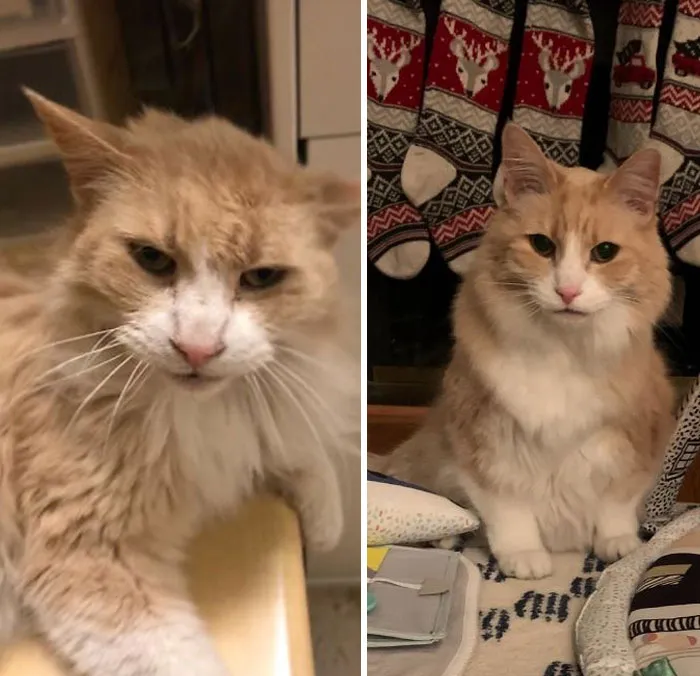 Hace 2 años tomé la mejor decisión de mi vida: adopté a un gato llamado Sonny al que nadie quería por tener 13 años, pulgas, desnutrición y los dientes podridos que hubo que quitarle.