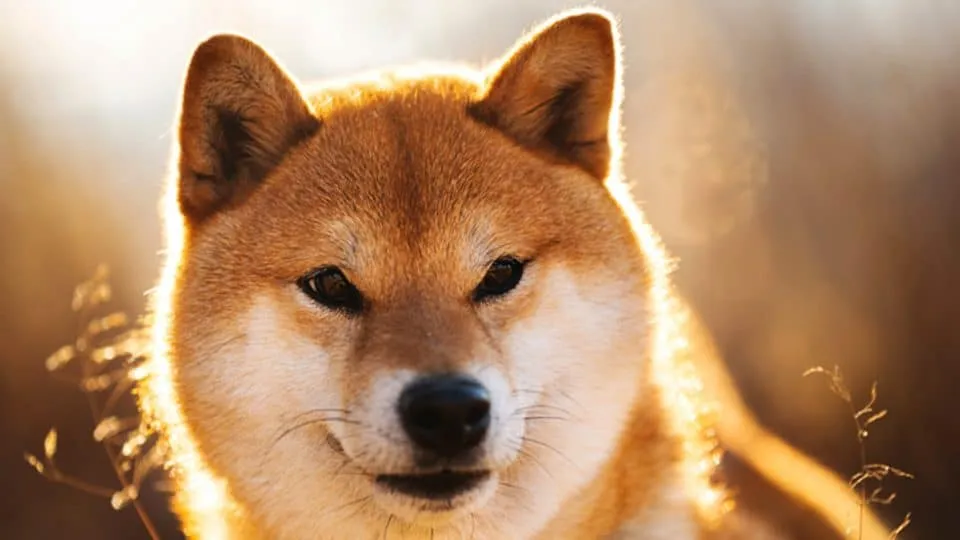 What Is Your Favourite Animal?
