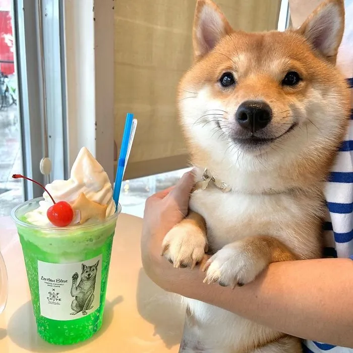 Shiba Inu Goes Viral For His Love Of Smiling, Especially After Seeing Food (30 Pics)