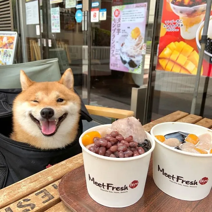 Shiba Inu Goes Viral For His Love Of Smiling, Especially After Seeing Food (30 Pics)
