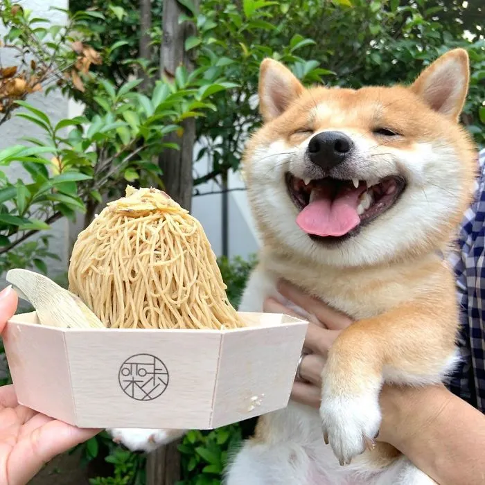 Shiba Inu Goes Viral For His Love Of Smiling, Especially After Seeing Food (30 Pics)