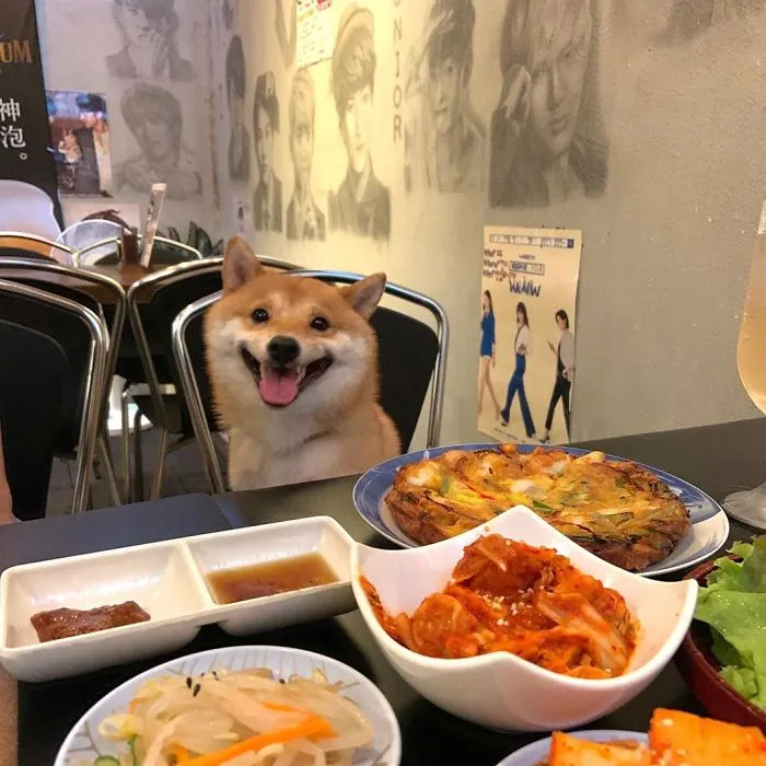 Shiba Inu Goes Viral For His Love Of Smiling, Especially After Seeing Food (30 Pics)