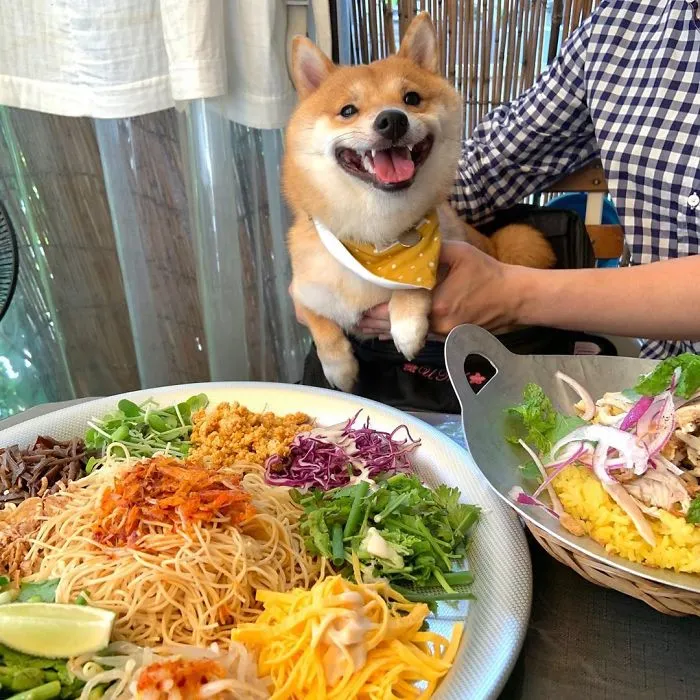 Shiba Inu Goes Viral For His Love Of Smiling, Especially After Seeing Food (30 Pics)