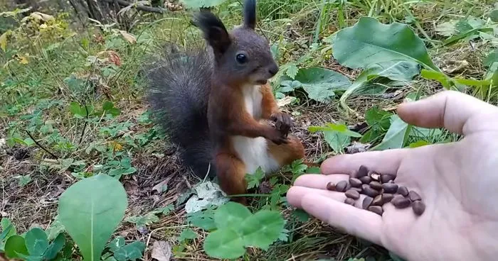 Video Of A Squirrel Who Encounters An Error While Eating Nuts Is Going Viral For How Well It Sums Up The 2020 Mood