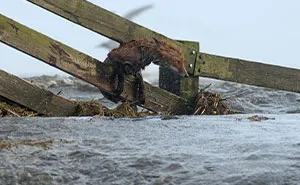 I’ve Been Photographing Storms During Dutch Tides For 7 Years, Here Are My 28 Pics To Capture Their Effect On Local Wildlife