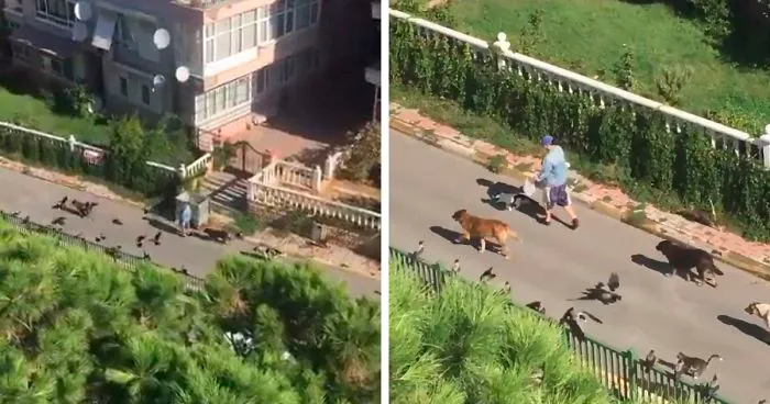 Woman Records This Stranger Leading A Parade Of Dogs, Cats, And Birds Down The Street, And The Scene Looks Magical