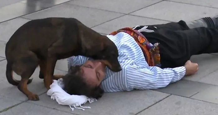 Stray Dog Interrupts Performance To Help Actor Who’s Pretending To Be Injured