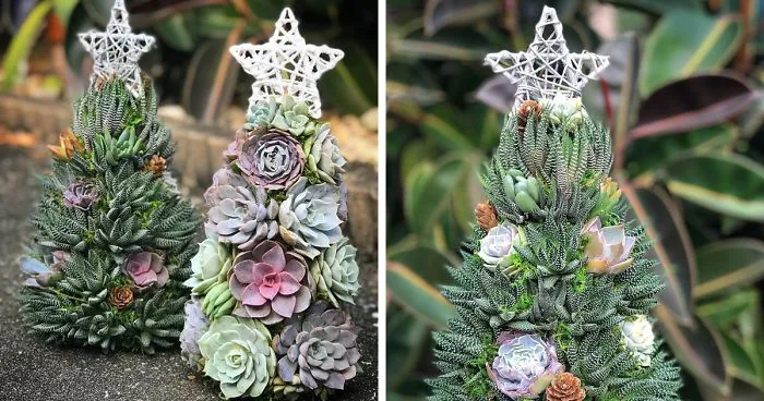 These 13-Inch Succulent Christmas Trees Are Ideal For Celebrating In A Small Space