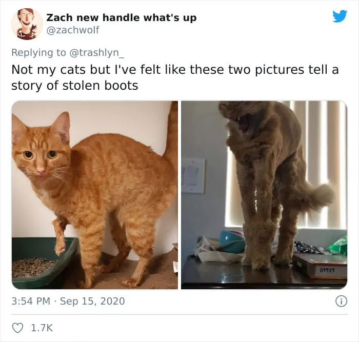 30 Pics Of Cats That Got Funny Haircuts At The Vet For Surgery