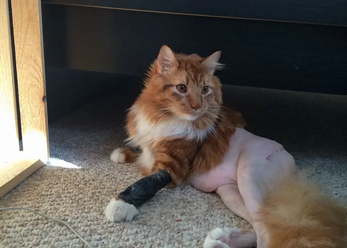 30 Fotos de gatos con cortes de pelo extravagantes tras ser operados