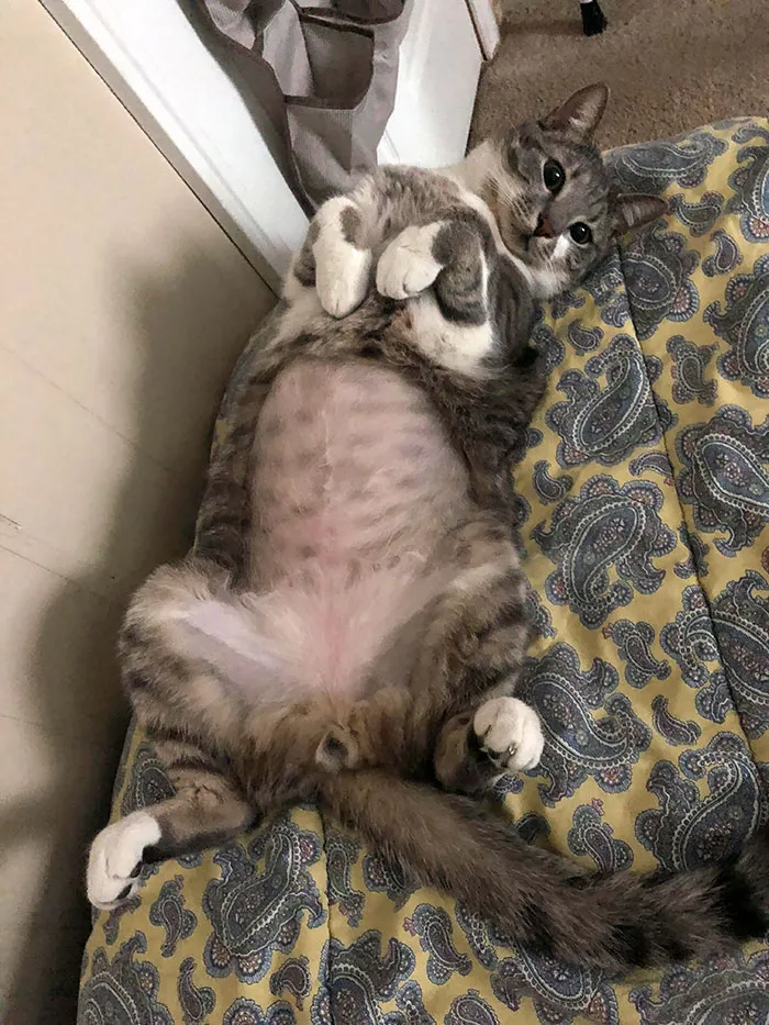 30 Fotos de gatos con cortes de pelo extravagantes tras ser operados
