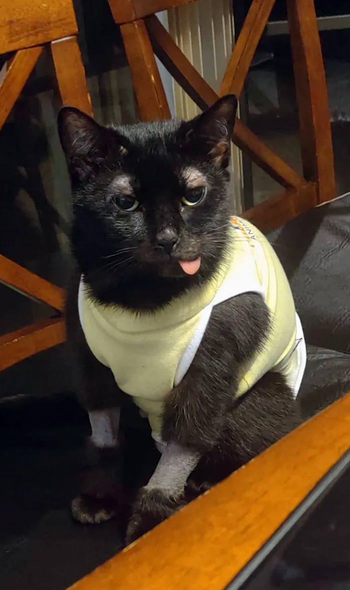 30 Fotos de gatos con cortes de pelo extravagantes tras ser operados